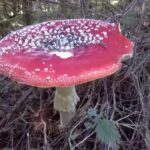 Photo de Amanite Tue-mouche