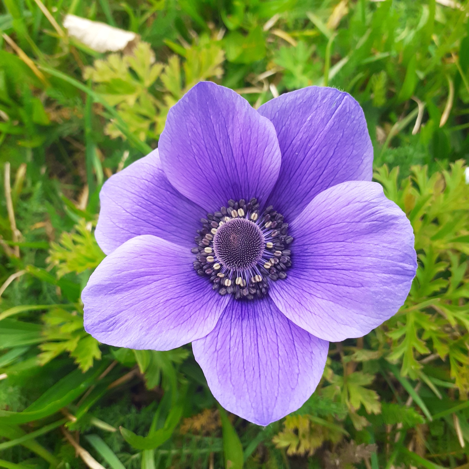 anémone coronaria anémone coronaria